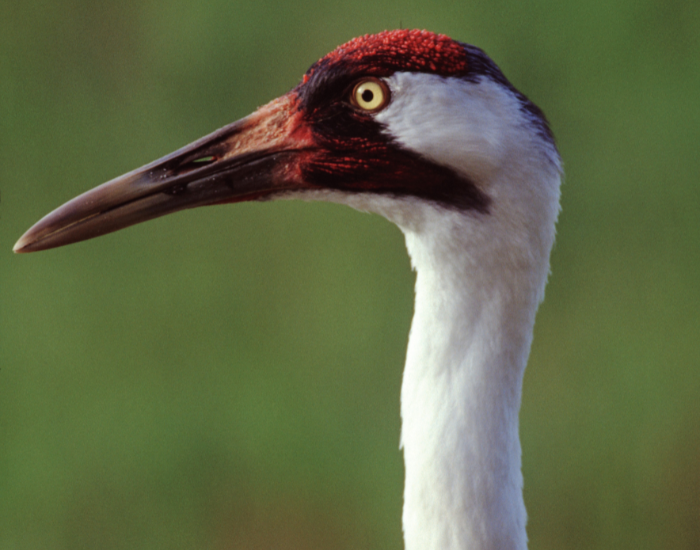 close up of a whooping crane head showing the red in its face