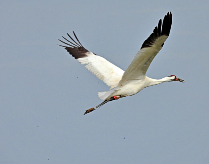 whooping crane flying