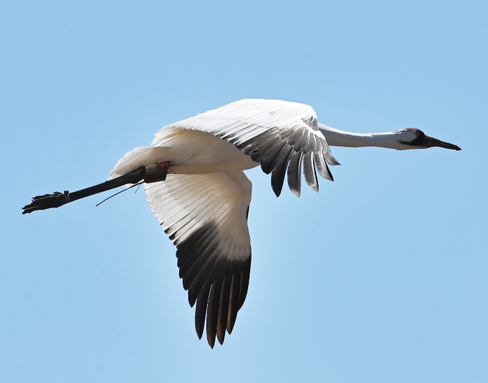 whooping crane flying