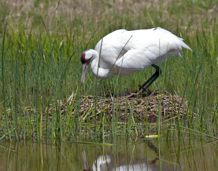Whooping crane in a nest in a wetland