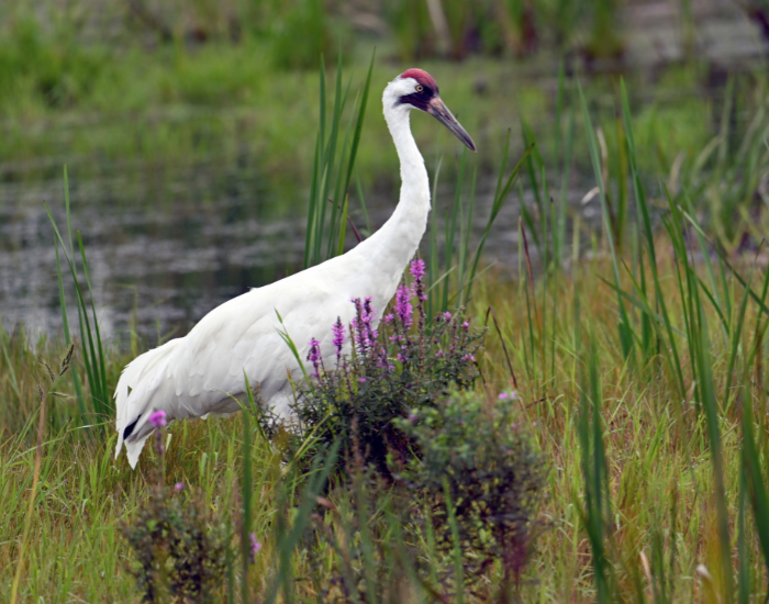 whooping crane walking on a wetland