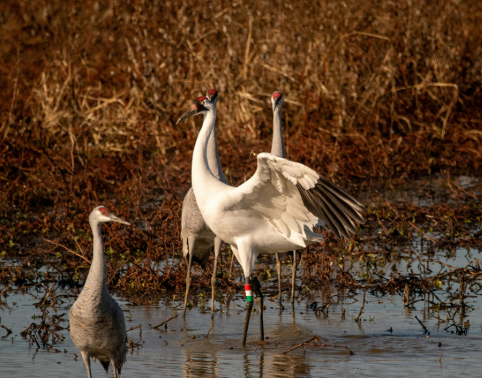 pair of whooping cranes in a wetland