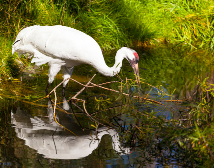 whooping crane walking in a wetland in the wild
