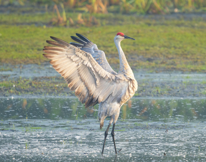 whooping crane extending its wings