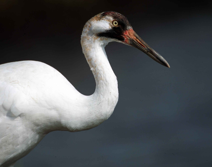 close up of a whooping crane with curved neck