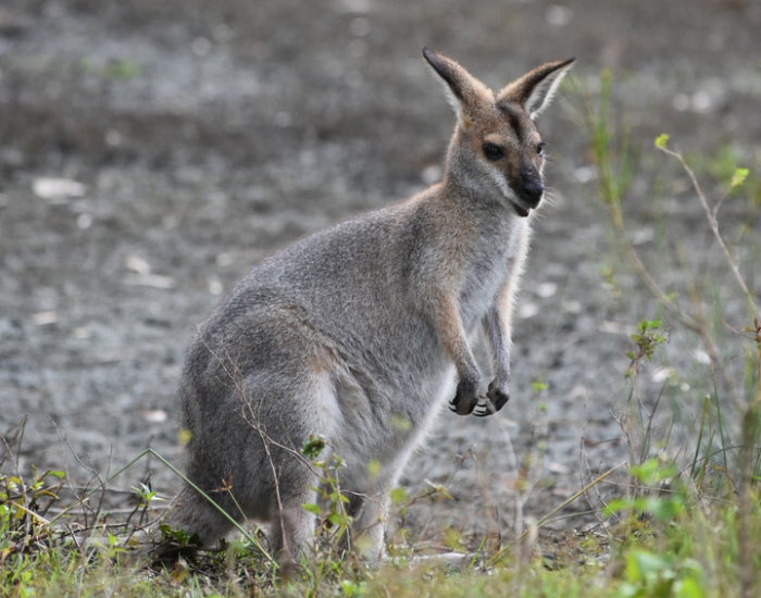 wallaby in the wild