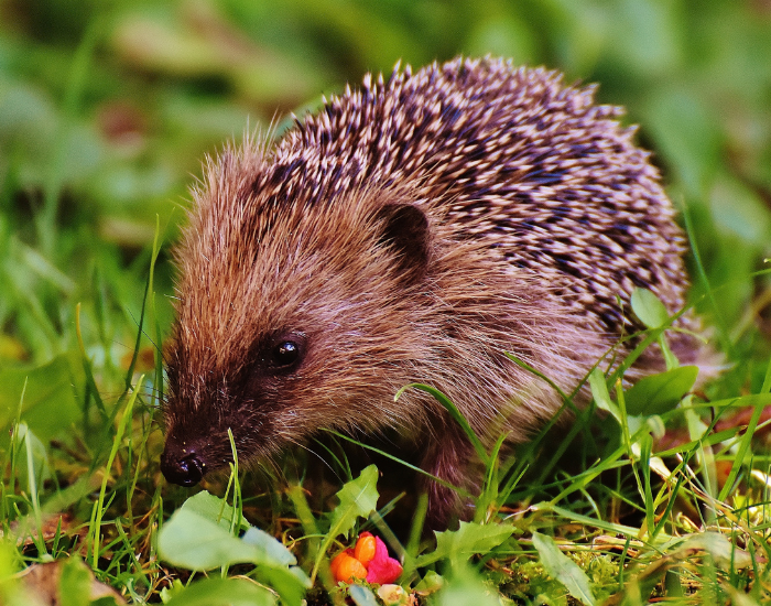 wild-hedgehog-wild.webp wild hedgehog on grass