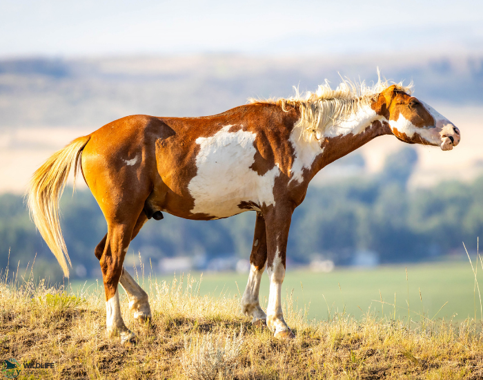 mustang horse in the wild