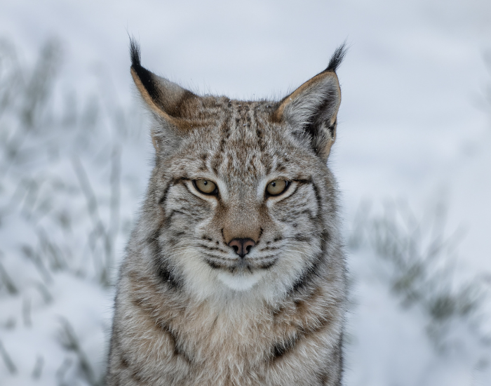 young-eurasian-lynx.webp close up of a young eurasian lynx in the wild in winter