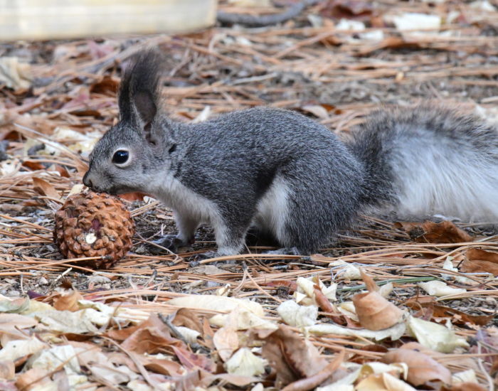 Abert's Squirrel eating a tree seed on the ground