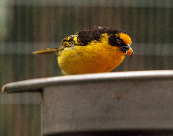 African Black-headed Oriole feeding from a feeder