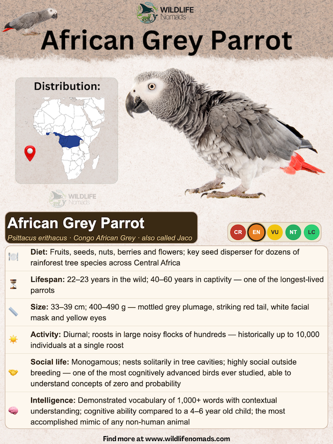 African Grey Parrot species profile