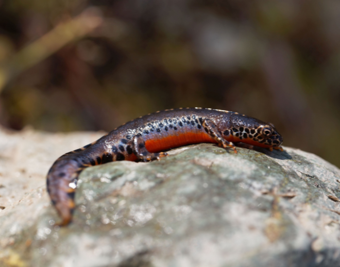 Alpine Newt laying on top of a rock