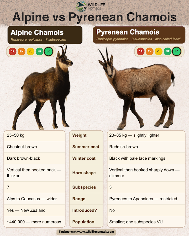 a wildlife nomads infographic showing the 2 specie of chamois in the world the alpine and pyrenean