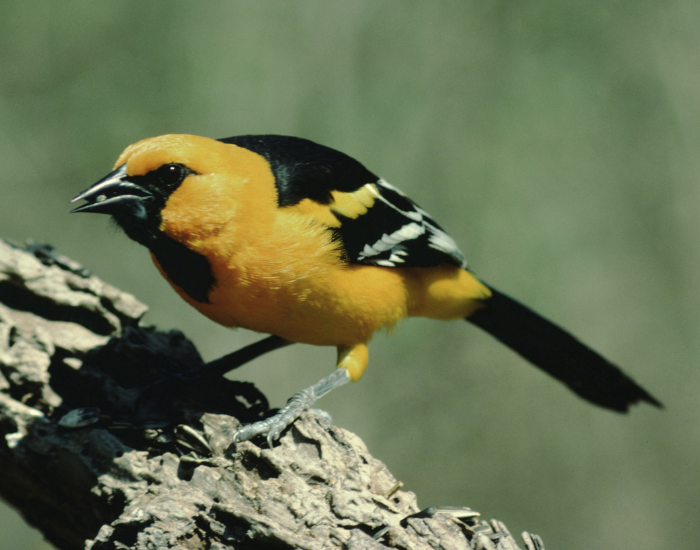 Altamira Oriole standing on a log