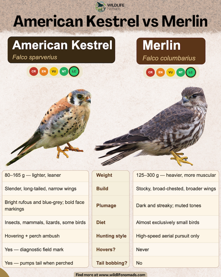 American Kestrel vs Merlin infographic by wildlife nomads comparing the two species