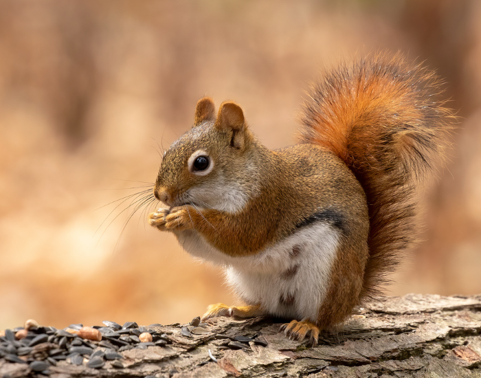 American Red Squirrel laying on a tree trunk