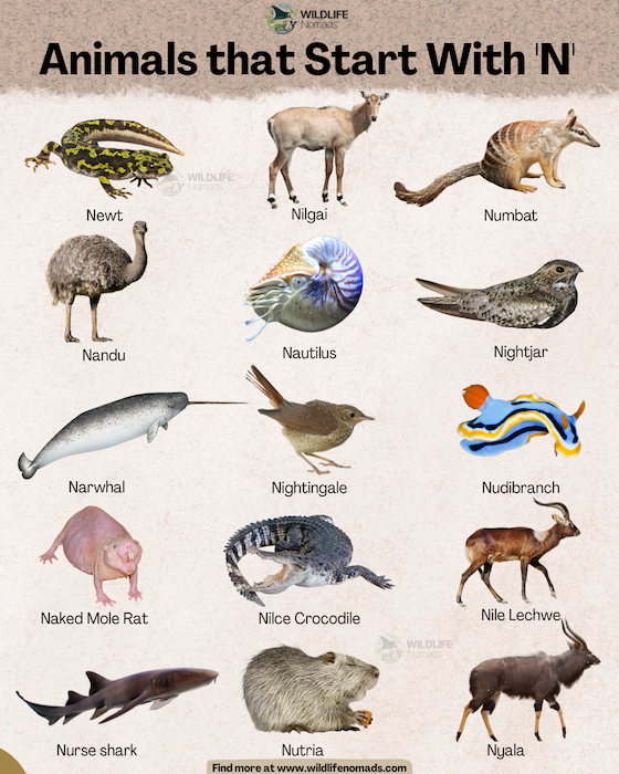 Animals that Start With 'N' infographic by willdife nomads showing 15 species including the nilgai, nightingale, nudibranch, nandu among other