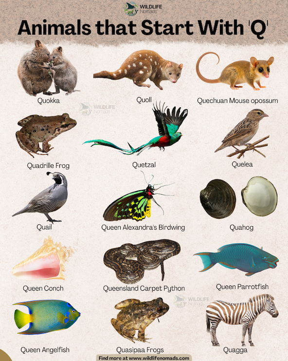 Animals that Start With 'Q' infographic showing 15 species including the quetzal, quoll , quokka, and quail