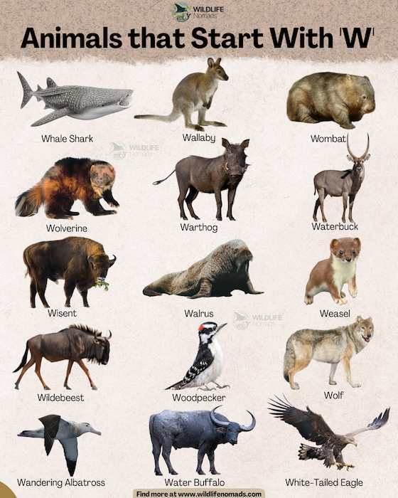 a willdife nomads infographic showing 15 animals that start with w, such as wombat, wallaby, waterbuck among others