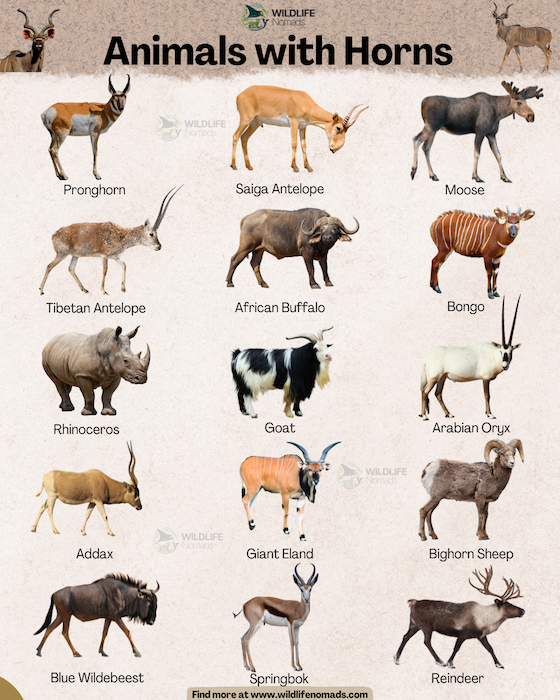 an infographic chart by wildlife nomads showing 15 Animals with Horns including african buffalo,