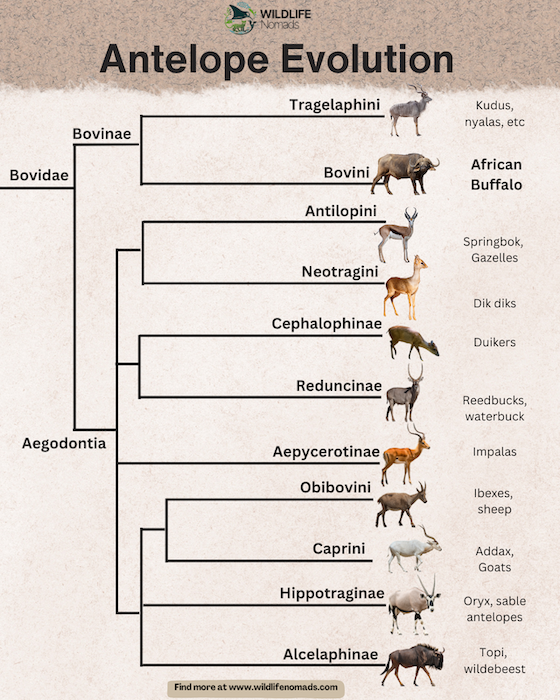 Antelope evolution chart showing the family Bovidae and the different antelope species tribes including Tragelaphini, Antilopini, Hippotraginae, and Alcelaphinae
