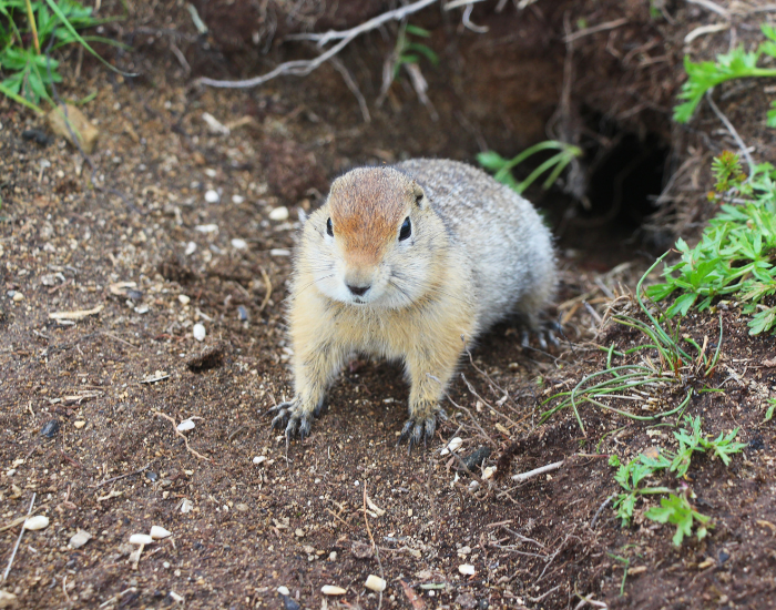 an Arctic Ground Squirrel coming out of a burrow