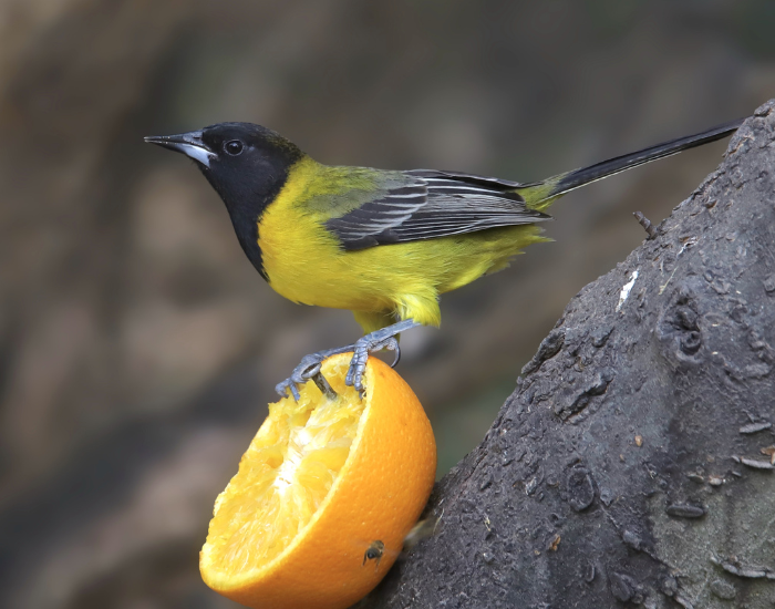 Audubon's Oriole grabbing an orange cut in half