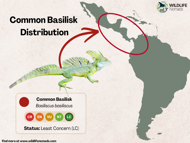 a map of latin america showing with a red circle the distribution of the common basilisk between mexico and colombia