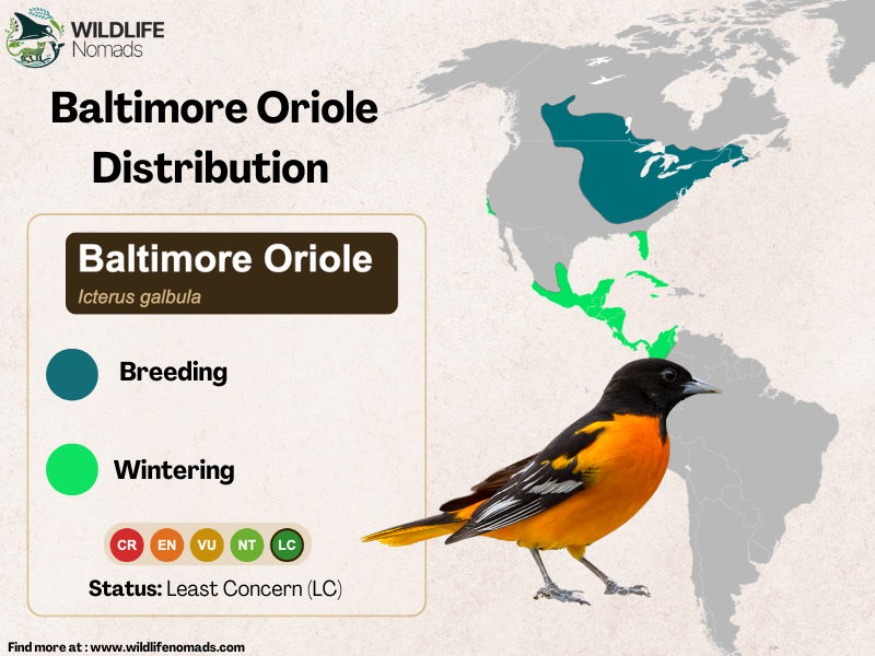 a map of the americas showing the distirbution during winter and summer of the baltimore oriole bird