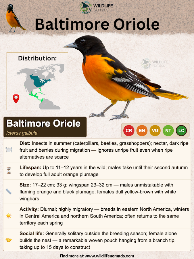 infographic fact sheet about the baltimore oriole showing important information