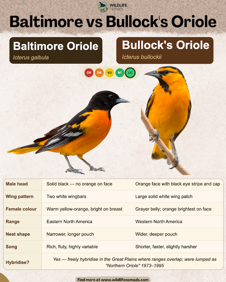 Baltimore vs Bullock's Oriole infographic by wildlife nomads