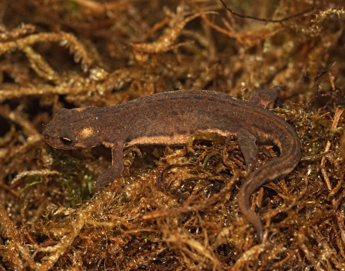 banded Newt in its natural habitat sitting on forest soil