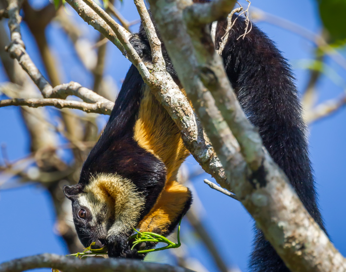 Black Giant Squirrel in a tree feeding