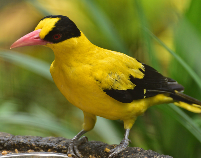 close up of a Black-naped Oriole in its natural habitat