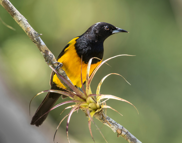 Black-vented Oriole perched on a tree branch