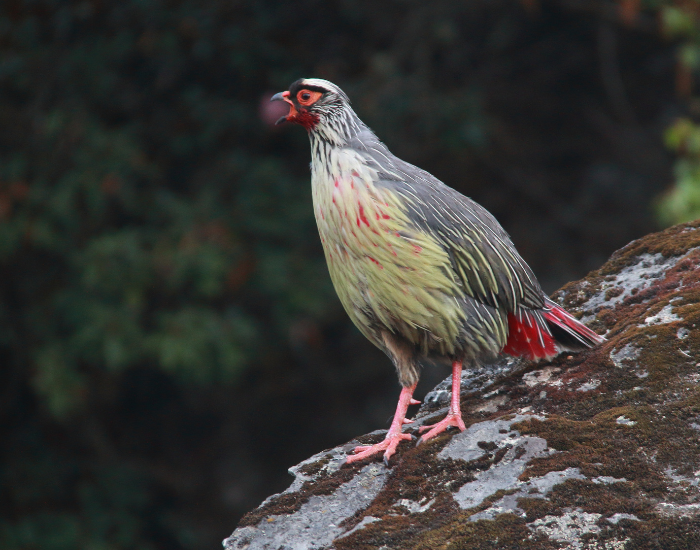 a Blood Pheasant standing on a rock
