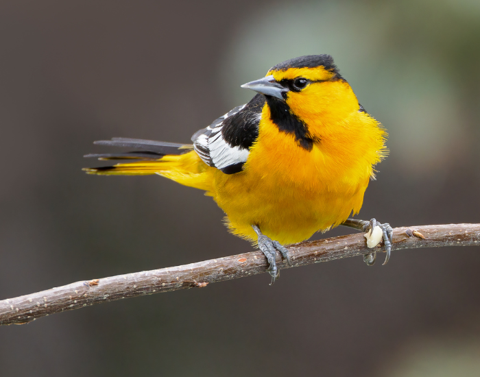 Bullock's Oriole perched on a thin tree branch