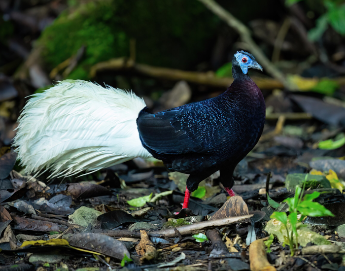 Bulwer's Pheasant walking it ist habitat