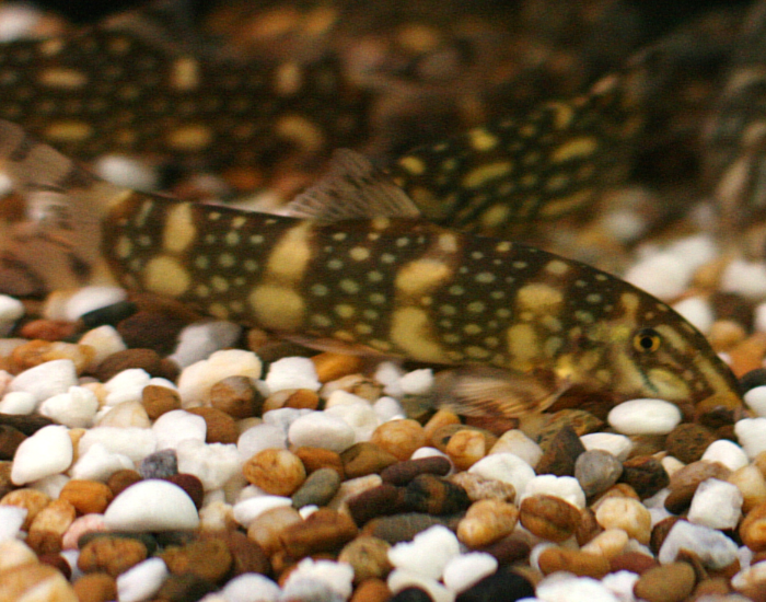 Burmese border loach in a water tank