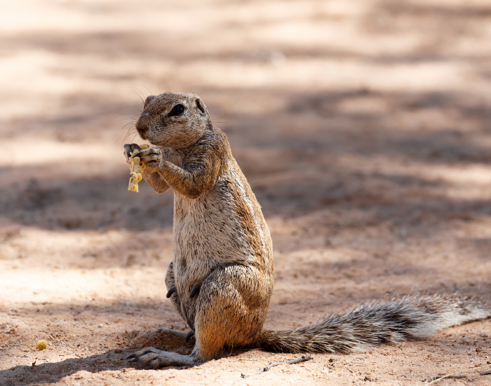 Cape Ground Squirrel on the ground