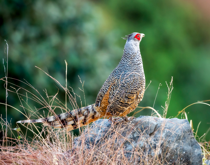 Cheer Pheasant on a rock in winter migration