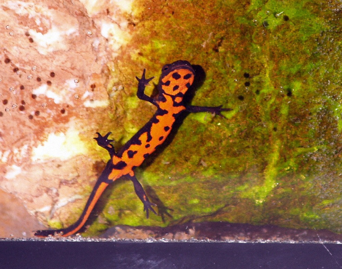 Chinese Fire-Belly Newt  in captivity
