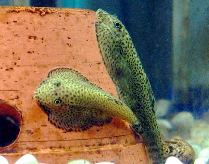 two Chinese Hillstream Loaches in a water tank