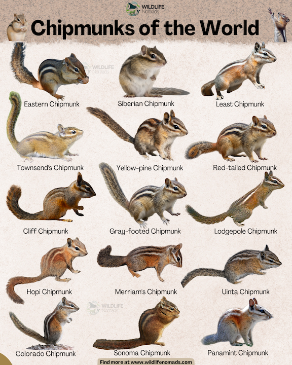 Chipmunks of the World infographic chart showing 15 species by wildlife nomads