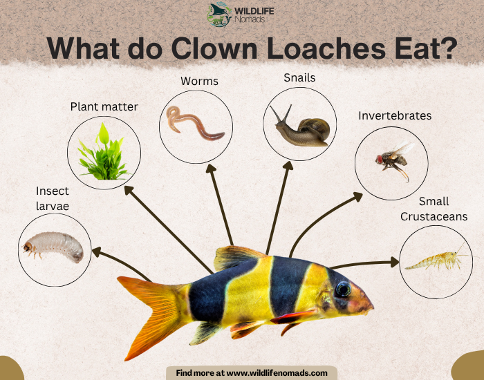 Clown Loach diet infographic showing six food sources