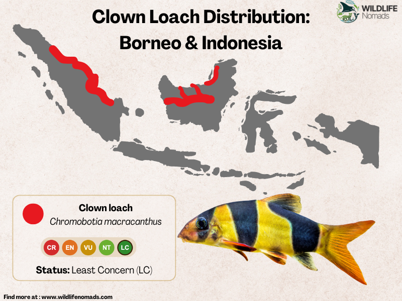 Clown Loach Distribution in indonesia map