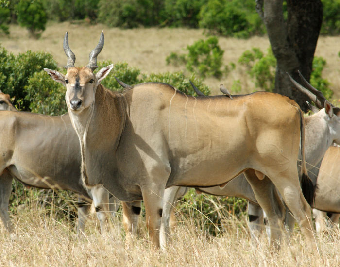 Common eland standing next to its herd in the wild
