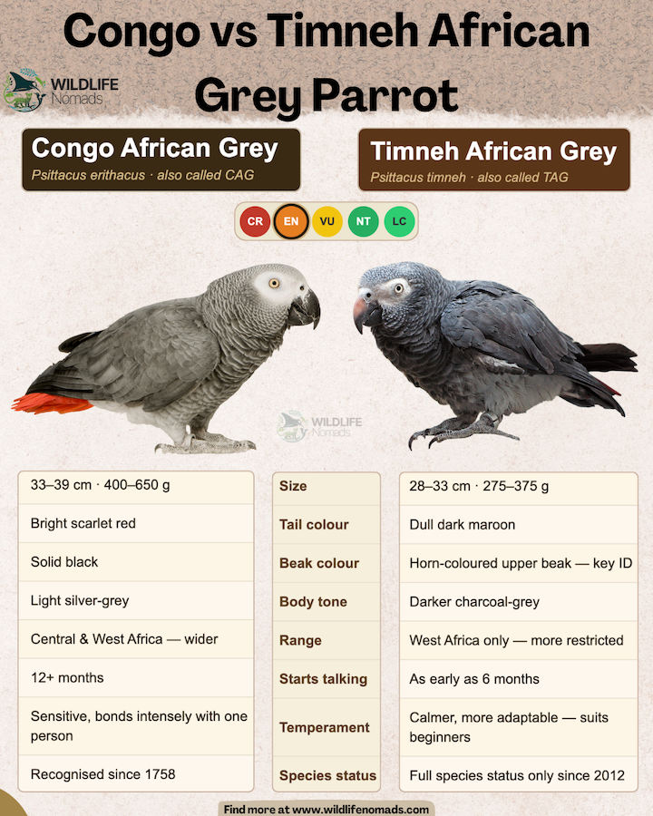 Congo vs Timneh African Grey Parrot infographic comparing both species