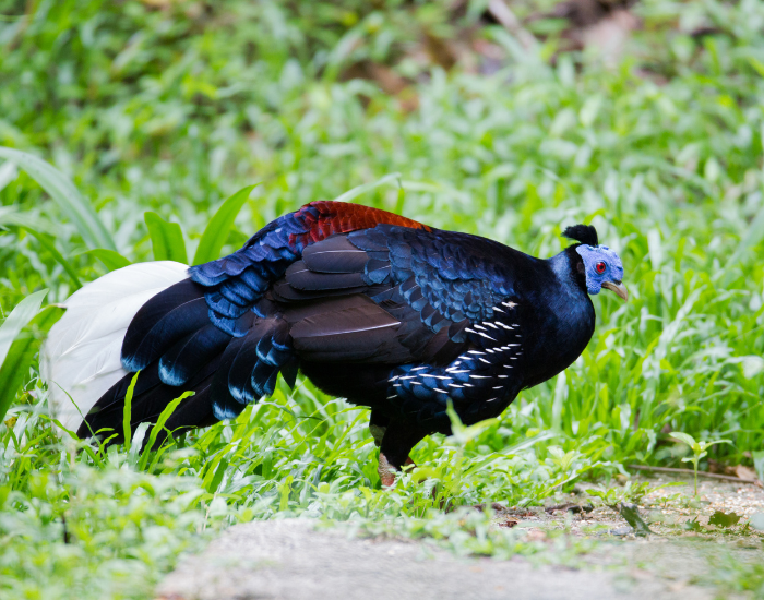 a Crested Fireback standing on a rock during the day